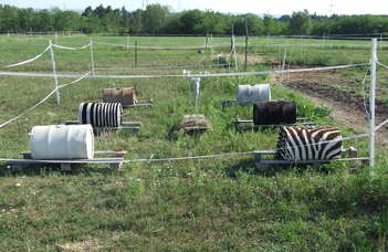Experimental study of the functions of zebra stripes: a new thermophysiological explanation